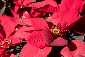 Poinsettia Flower Meaning In 2020 Poinsettia Flower Flower Meanings Poinsettia