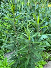 Image result for Vernonia natalensis