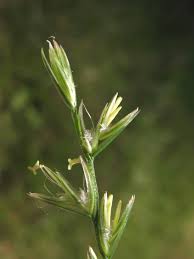 Image result for Lolium