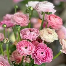 Image result for Ranunculus volkensii