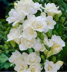 pin on idees jardin