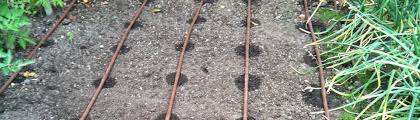 Watering Vegetable Gardens Sustainable Gardening Australia