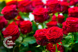 Resultado de imagen para rosas