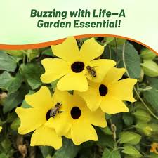 Image result for Thunbergia alata