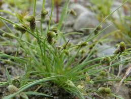 Image result for Lipocarpha micrantha