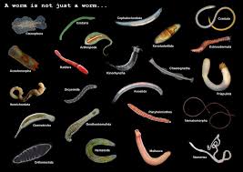 Here Is A Great Image Of Worms Book Animal Earth By Ross Piper Image Credits Arthur Anker Cephalochordata Craniata Echinode Animal Books Worms Cnidaria