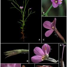 Image result for Canscora diffusa