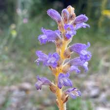 Image result for Orobanche