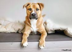 It is often called a german pit dog, or sometimes a german sheppit, or even the shepherd pit. 17 German Shepherd Pitbull Mix Ideas Pitbull Mix German Shepherd Shepherd