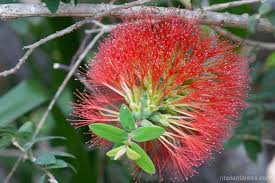 Image result for Melaleuca hypericifolia