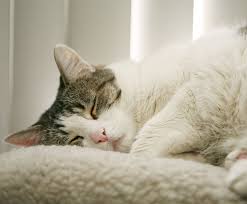 Woodridge veterinary hospital, ltd, in fairfield, oh, provides professional veterinary care for your pets. House Calls Solano County Pet Sitting And Dog Walking Services