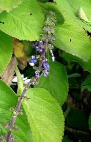 Image result for Coleus barbatus