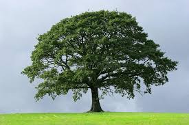 There's a big oak tree in my yard that i'm going to have removed. Germinating Beans Seeding And Germinating Beans In Soil Aff Beans Germinating Seeding Soil Germinating Ad White Oak Tree Tree Images Oak Tree