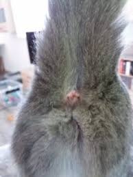 Ihr katzenklo ist sauber, da liegt der grund nicht. Katze Kotet In Die Wohnung