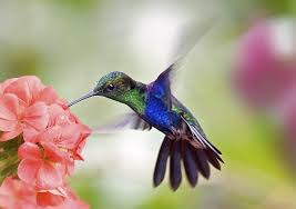 What flowers do hummingbirds like to eat. Do Hummingbirds Pollinate Birdwatching Buzz