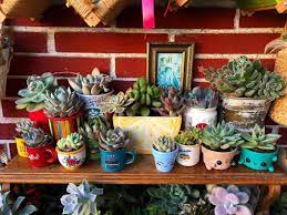 Succulents Archives Succulent City Succulent Garden Diy Succulent Display Succulents Indoor