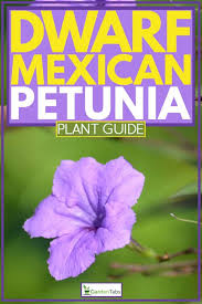The mix gives a wonderful display of violet blue, pink and bright white blooms. Dwarf Mexican Petunia Plant Guide Garden Tabs
