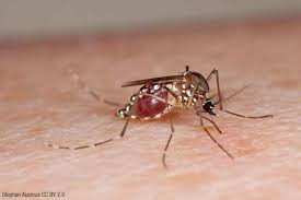 Moving to an airconditioned room. Zika Virus Fragen Und Antworten