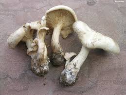 Image result for Clitocybe multiceps