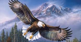 Burung rajawali burung elang gambarbinatang com burung rajawali burung elang unknown burung sahabat pecinta foto hewan gambar khodam rajawali emas guru ahli gambar di rebanas sumber : Gambar Wallpaper Burung Elang Gudang Wallpaper