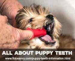 puppy teeth information an owners guide