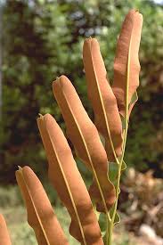 Image result for Acrostichum aureum