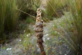 Image result for Salicornia pachystachya