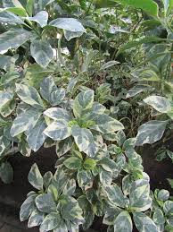 Image result for Pseuderanthemum ludovicianum