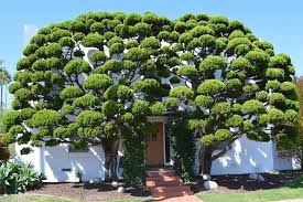 idee jardin terrasse paysagiste roubache arbre exotique parc et jardin deco jardin