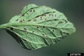 Image result for Pseudomonas syringae