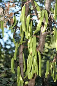 Image result for Ceratonia