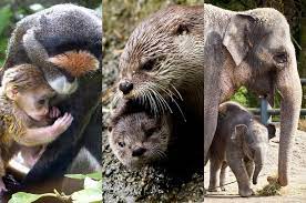 Who Should Be Mother Of The Year At The Oregon Zoo Baby Animals Animals For Kids Animal Tracks