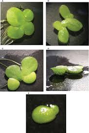 Image result for Wolffiella hyalina