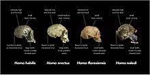 Erectus than to australopithecines, such as lucy. Homo Naledi Wikipedia
