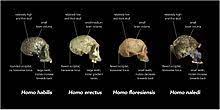 Naledi belongs near the base of the homo family. Homo Naledi Wikipedia