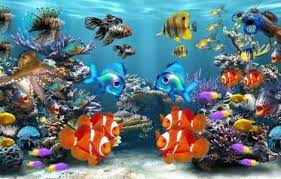 Un fond d'écran animé gratuit avec une belle fleur. Fonds D Ecran Anime Gratuit Aquarium Fonds D Ecran Gratuits Fond D Ecran Tropical Fond D Ecran Colore Fond Ecran Anime
