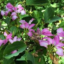 Image result for Bauhinia macrantha