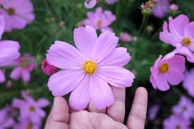 Una Flor De Coma Rosa Dulce En Una Mano Femenina Imagen de archivo