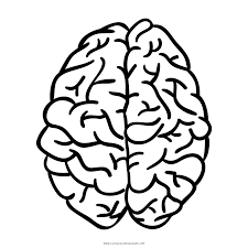 Illustration of human brain anatomy isolated coloring page. Brain Coloring Page Ultra Coloring Pages