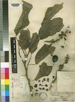 Image result for Strombosia scheffleri