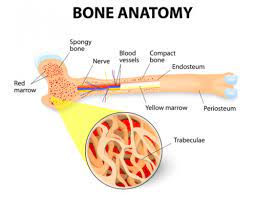 Bone Marrow Examination Ask Hematologist Understand Hematology What Is Bone Marrow Bone Marrow Osteoporosis