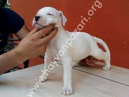 Safkan Dogo Argentino 41 Gunluk Disi Erkek Yavrular Mevcut Saglikli Irk Garantili Piyasadaki Sagir Dogolarla Karistirmayin Fiyat Uygun Yer Prob Hayvan