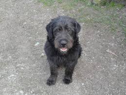 Comune:sassari (ss) tipo:cane vendo o scambio con pastore fonnese cucciolona di vandeano femmina bianca arancio. Dogo Sardo O Pastore Fonnese Animali Pastore Doge