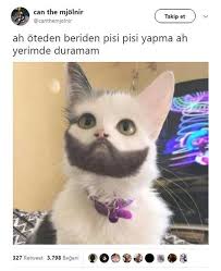 Anlamli Dusundurucu Eglenceli Guzel Komik Konusan Resimler Konusan Resimler Komik Kedi Resimleri Komik Hayvan Fotograflari Komik Kopek Fotograflari