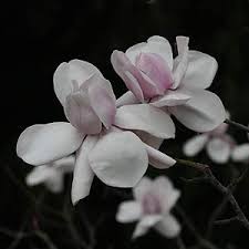 The flowers of magnolia star wars are enormous! Magnolia Trees Magnolias Tree Varieties And Species For Sale