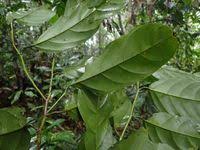 Image result for Strombosia scheffleri