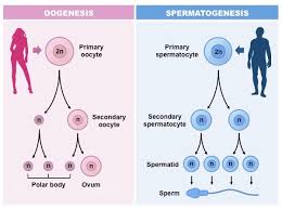 Gametogenesis Bioninja