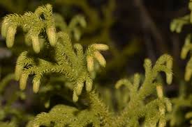 Image result for Lycopodiella cernua