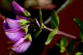 Image result for Polygala filicaulis