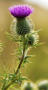 Backtistel Scottish Flowers Thistle Flower Purple Flowers